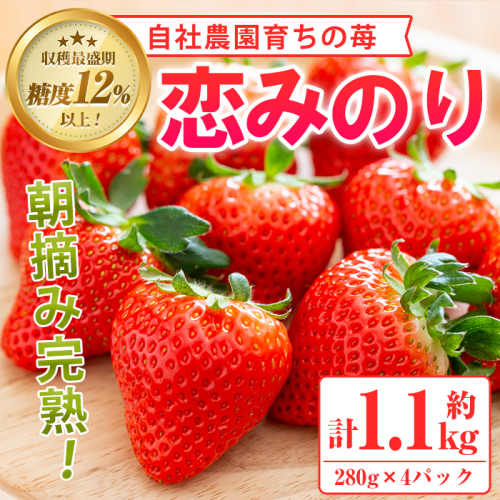 農園ガーデン空産いちご 恋みのりセット(計1.1kg・280g×4P)国産 イチゴ 苺 フルーツ 果物【農園ガーデン空】a-12-34-z 152222 - 鹿児島県阿久根市