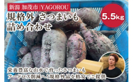 【新潟県加茂市七谷産】規格外 さつまいも詰め合わせ フードロス SDGs 人気品種 食べ比べ  紅はるか 紅あずま 焼き芋 蒸し芋 スイートポテト スイーツにも 加茂市 YAGOROU ヤゴロウ