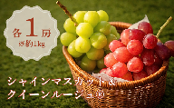 [先行受付] シャインマスカット&クイーンルージュ® 各1房(約1kg)※2025年9月上旬〜9月下旬発送予定※ 果物 フルーツ ぶどう 葡萄