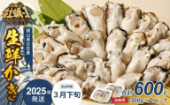 【 2025年3月下旬発送 】岡山県日生産 生鮮かき（むき身）加熱用 600g（300ｇ×2パック）【 全国牡蠣-1グランプリ豊洲2024 加熱部門初代グランプリ受賞！ 生鮮 牡蠣 600g 生鮮牡蠣 むき身 プリプリした食感  一年牡蠣】