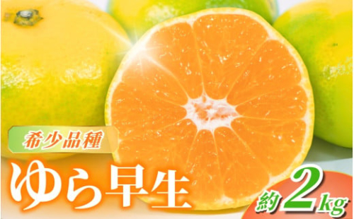 【先行予約】＼数量限定／ ＼農家直送／甘くて濃厚！希少品種 ご家庭用 ゆら早生みかん　約2kg　サイズ混合【2026年10月上旬頃より順次発送】 / みかん ミカン 有田みかん 温州みかん 柑橘 有田 和歌山 産地直送  くだもの 果物 フルーツ 柑橘類 和歌山 すさみ町【nuk143D】