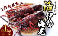 活 伊勢海老 【年内お届け可】 南紀すさみの活き伊勢海老 約1kg(2匹)【日付指定必須】お正月 年末 伊勢海老 伊勢エビ イセエビ 海老 えび エビ 活き 天然 すさみ町【eki109A】