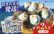 三浦半島 サザエ 中サイズ 約2kg 13～20個  さざえ 産地直送 貝 冷蔵 【長井水産株式会社】 [AKAJ005]