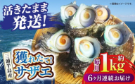 【全6回定期便】サザエ 1kg 6～10個 三浦半島【長井水産株式会社】 [AKAJ010]