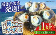 【全3回 隔月 定期便】サザエ 1kg 6～10個 三浦半島【長井水産株式会社】 [AKAJ011]