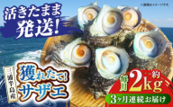 【全3回定期便】サザエ 2kg 13～20個 三浦半島【長井水産株式会社】 [AKAJ012]