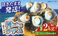 【全3回 隔月 定期便】サザエ 2kg 13～20個 三浦半島【長井水産株式会社】 [AKAJ014]