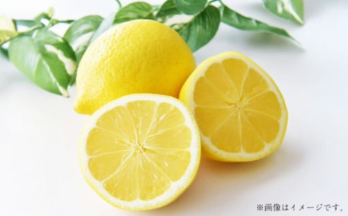 国産レモン 4kg【2026年12月上旬-2027年1月下旬まで順次発送予定】｜  フルーツ 果物 レモン 柑橘 れもん 檸檬 国産 静岡県 菊川市 1530202 - 静岡県菊川市