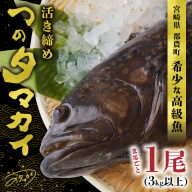 [着日指定]≪数量限定≫都農町産「つのタマカイ活き締め」1尾(3kg以上) 魚 魚介 養殖 希少 国産