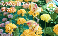 B804 ちりめん細工の菜の花　ONJN002