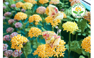 B804 ちりめん細工の菜の花