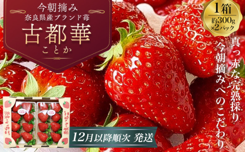 （冷蔵）【令和 6年 12月から順次発送】 古都華 300g×2 ／ 丸笑いちご園 今朝摘み フルーツ 苺 イチゴ 果物 新鮮 完熟 朝採り 高級 甘い 奈良県 葛城市 1531492 - 奈良県葛城市