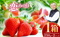 熊本県産 イチゴ 「 恋みのり 」 1箱(250g入り×2パック) | フルーツ 果物 くだもの いちご 苺 500g 熊本県 玉名市