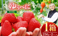 熊本県産 イチゴ 「 ゆうべに 」 1箱(250g入り×2パック) | フルーツ 果物 くだもの いちご 苺 500g 熊本県 玉名市