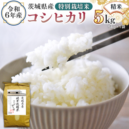 令和6年産 茨城県産 精米 特別栽培米 コシヒカリ 5kg （5kg×1袋） 新米 白米 こしひかり 米 コメ こめ 単一米 限定 茨城県産 国産 美味しい お米 おこめ おコメ [EH07-NT] 1532273 - 茨城県つくばみらい市