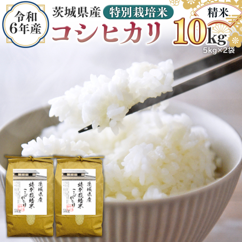 令和6年産 茨城県産 精米 特別栽培米 コシヒカリ 10kg （5kg×2袋） 新米 白米 こしひかり 米 コメ こめ 単一米 限定 茨城県産 国産 美味しい お米 おこめ おコメ [EH08-NT] 1532274 - 茨城県つくばみらい市