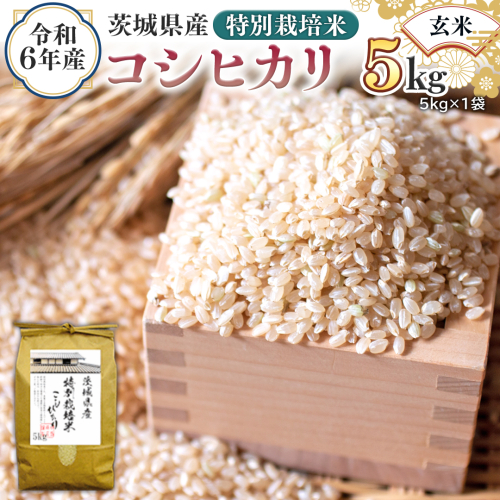 令和6年産 茨城県産 玄米 特別栽培米 コシヒカリ 5kg （5kg×1袋） 新米 こしひかり 米 コメ こめ 単一米 限定 茨城県産 国産 美味しい お米 おこめ おコメ [EH10-NT] 1532328 - 茨城県つくばみらい市