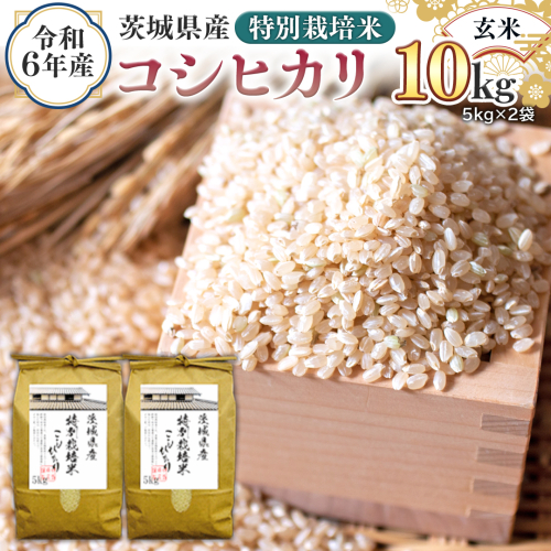 令和6年産 茨城県産 玄米 特別栽培米 コシヒカリ 10kg （5kg×2袋） 新米 こしひかり 米 コメ こめ 単一米 限定 茨城県産 国産 美味しい お米 おこめ おコメ [EH11-NT] 1532334 - 茨城県つくばみらい市