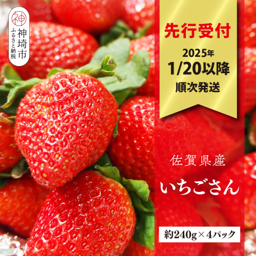 【先行受付 R7年1月20日より発送】期間限定 佐賀県産いちごさん 約240g×4パック【苺 イチゴ ブランドいちご 朝採れ デザート スイーツ フルーツ 誕生日ケーキ バレンタイン】(H040149) 1532339 - 佐賀県神埼市