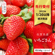 【先行受付 R7年1月20日より発送】期間限定 佐賀県産いちごさん 約240g×4パック【苺 イチゴ ブランドいちご 朝採れ デザート スイーツ フルーツ 誕生日ケーキ バレンタイン】(H040149)