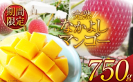 【先着順】【2025年夏先行予約受付】【期間限定】完売必須！完熟なかよしマンゴー 約750g | 完熟 先行予約 先着順 期間限定 マンゴー トロピカル 太陽 甘さ 贈答用 ギフト 大粒 新鮮 甘い 美味しい 果物 ご褒美 フルーツ 豪華 贅沢 数量限定 フルーツ デザート 栃木県 那珂川町 送料無料