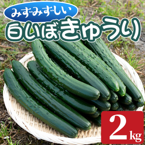 【0082702a】名産地の農家直送！みずみずしい白いぼきゅうり(計2kg) 野菜 やさい 旬 新鮮 サラダ キュウリ 胡瓜【吉ヶ崎農園】 1533497 - 鹿児島県東串良町