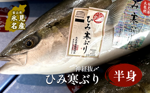 【先行予約】ひみ寒ぶり朝どれ 半身（神経抜〆8～10kgの半分）【半七】※配送地域限定　｜ 富山湾 氷見 氷見漁港 能登 寒ブリ 半身 天然鰤 天然 鮮魚 ブリ 産地直送 期間限定 1533976 - 富山県氷見市