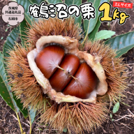 【2025年9月上旬発送開始】鶴沼 の 栗 1kg (茨城県共通返礼品／石岡市) 和栗 国産栗 くり 栗 生栗 オーガニック肥料 果じゅまる園 先行予約 [DQ001sa]