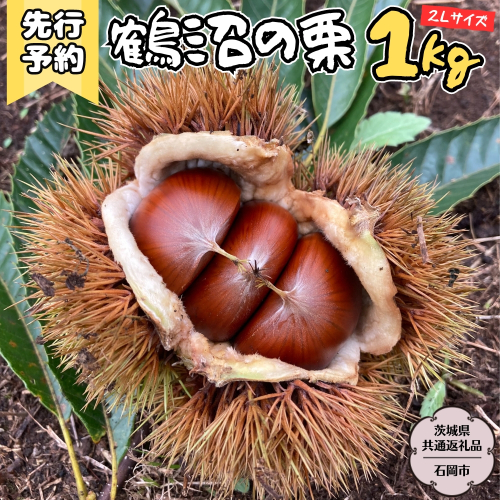 【2025年9月上旬発送開始】鶴沼 の 栗 1kg (茨城県共通返礼品／石岡市) 和栗 国産栗 くり 栗 生栗 オーガニック肥料 果じゅまる園 先行予約 [DQ001sa] 1534320 - 茨城県桜川市