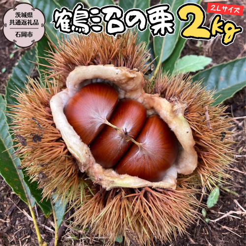【2025年9月上旬発送開始】鶴沼 の 栗 2kg (茨城県共通返礼品／石岡市) 和栗 国産栗 くり 栗 生栗 オーガニック肥料 果じゅまる園 先行予約[DQ002sa] 1534321 - 茨城県桜川市