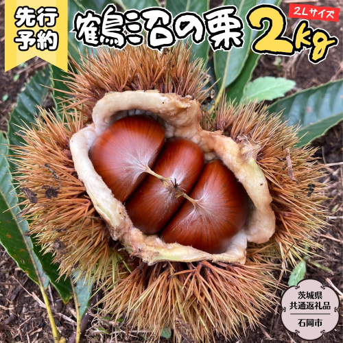 【2025年9月上旬発送開始】鶴沼 の 栗 2kg (茨城県共通返礼品／石岡市) 和栗 国産栗 くり 栗 生栗 オーガニック肥料 果じゅまる園 先行予約[DQ002sa] 1534321 - 茨城県桜川市