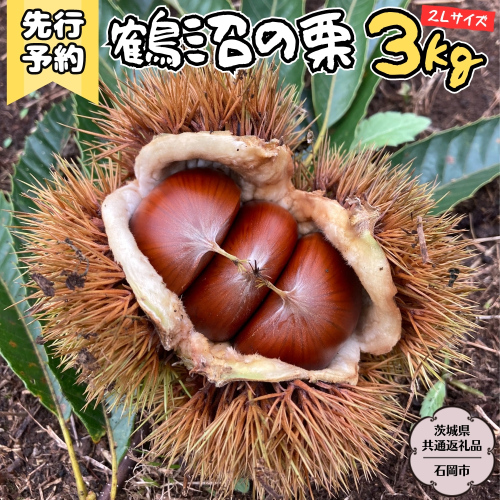 【2025年9月上旬発送開始】鶴沼 の 栗 3kg (茨城県共通返礼品／石岡市) 和栗 国産栗 くり 栗 生栗 オーガニック肥料 果じゅまる園 先行予約[DQ003sa] 1534322 - 茨城県桜川市