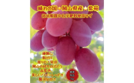 ぶどう 2025年 先行予約 紫苑 厳選 秀品 粒だけ 約1kg 岡山 国産 果物 フルーツ  2025年10月上旬から発送