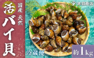 天然 活バイ貝 約 1kg 冷蔵 南知多町産 国産 貝 調理 塩ゆで ボイル うま煮 煮物 炊き込み ご飯 ごはん ボンゴレビアンコ 料理 新鮮 海鮮 魚介 バイ貝 魚貝 バイガイ ふるさと納税貝 ふるさと納税バイガイ ふるさと納税バイ貝 ふるさと納税おかず 人気 おすすめ 愛知県 南知多町