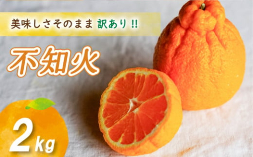 【2026年4月上旬より発送】 訳あり不知火 2kg