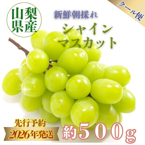 【2026年　先行予約】山梨県産　シャインマスカット1房（500g以上）　山梨　フルーツ　シャインマスカット　シャイン　マスカット　ブドウ　葡萄　ぶどう 1538060 - 山梨県都留市