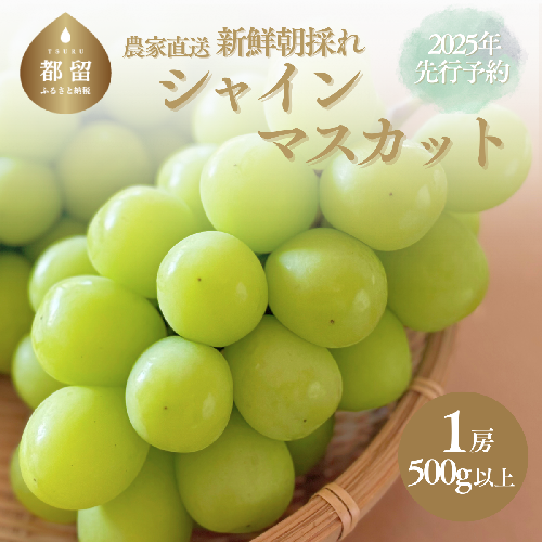 【2025年　先行予約】山梨県産　シャインマスカット1房（500g以上）　山梨　フルーツ　シャインマスカット　社員　シャイン　マスカット　ブドウ　葡萄　ぶどう 1538060 - 山梨県都留市