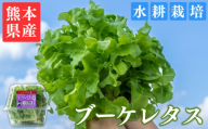 [定期便3回コース]ブーケレタス 6パック 約660g(110g×6p)×3回 熊本県産 水耕栽培 選べる 内容量 定期便