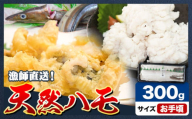 産地直送!ハモ お手頃ハモ 300g[7月上旬-9月末頃出荷]熊本県 葦北郡 津奈木町 平国丸 旬 旬の魚 鰻 鱧 湯引き 天ぷら 新鮮 お手頃