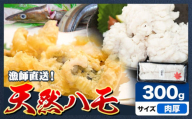 産地直送!ハモ 肉厚ハモ 300g[7月上旬-9月末頃出荷]熊本県 葦北郡 津奈木町 平国丸 旬 旬の魚 鰻 鱧 湯引き 天ぷら 新鮮 肉厚