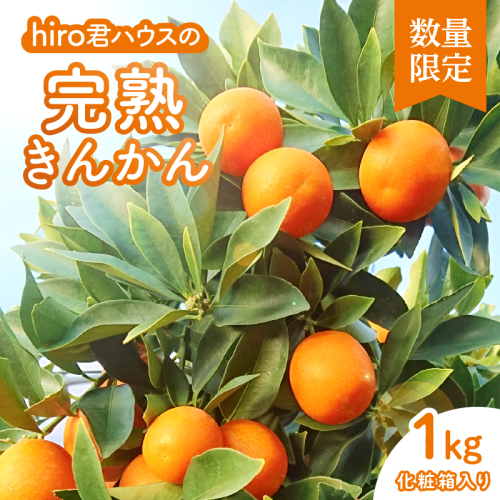 先行予約≪数量限定≫hiro君ハウスの『完熟きんかん(計1kg)』化粧箱入り フルーツ 果物 金柑 国産_T022-002 1538782 - 宮崎県都農町