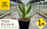 アロエ ディコトマ 1株 長与町／アグリューム Aloidendron dichotomum（Aloe dichotoma） [EAI138]