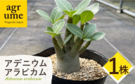 Adenium arabicum アデニウム アラビカム １株 長与町/アグリューム [EAI156]