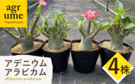 Adenium arabicum アデニウム アラビカム 4株 長与町/アグリューム [EAI159]