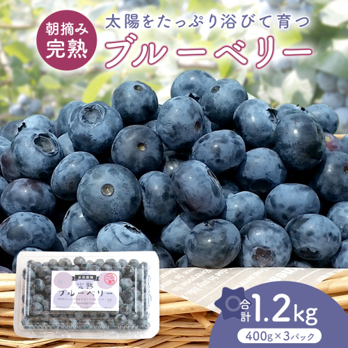 ブルーベリー1.2kg ( 400g × 3パック ) 【2026年6月から発送開始】 国産 茨城県産 ベリー フルーツ 果物 くだもの 自家製栽培[AK002sa] 1538962 - 茨城県桜川市