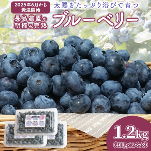 ブルーベリー1.2kg ( 400g × 3パック ) 【2025年6月から発送開始】 国産 茨城県産 ベリー フルーツ 果物 くだもの 自家製栽培[AK002sa] 1538962 - 茨城県桜川市