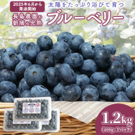 ブルーベリー1.2kg ( 400g × 3パック ) 【2025年6月から発送開始】 国産 茨城県産 ベリー フルーツ 果物 くだもの 自家製栽培[AK002sa]