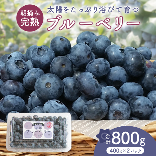 ブルーベリー 800g ( 400g × 2パック ) 【2026年6月から発送開始】 国産 茨城県産 ベリー フルーツ 果物 くだもの 自家製栽培[AK003sa] 1538963 - 茨城県桜川市