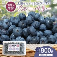 ブルーベリー 800g ( 400g × 2パック ) 【2026年6月から発送開始】 国産 茨城県産 ベリー フルーツ 果物 くだもの 自家製栽培[AK003sa]