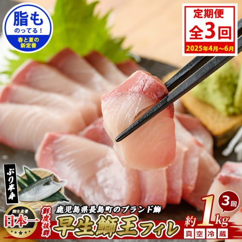 ＜定期便・毎月 全3回＞ 早生鰤王フィレ 定期便 長島町特産「鰤王」フィレ 約1.0kg×1枚 早生鰤 国産 鹿児島県産 鰤 ブリ ぶり 鰤 ぶりおう 冷蔵 海鮮 海産物 魚介 ブランド 魚 真空パック 刺身 ぶりしゃぶ しゃぶしゃぶ 海鮮丼 産地直送【JFA】jfa-1386A 1539038 - 鹿児島県長島町